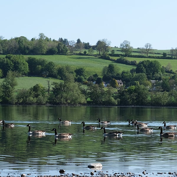 Deer and other wildlife