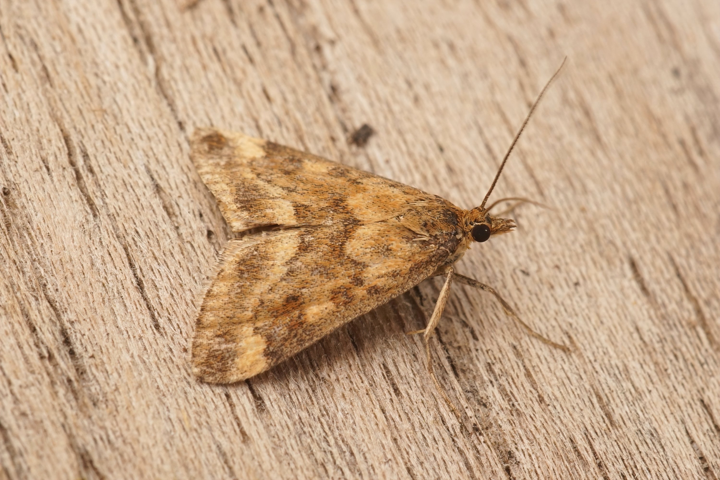 Leading Pest<br>Control Specialists