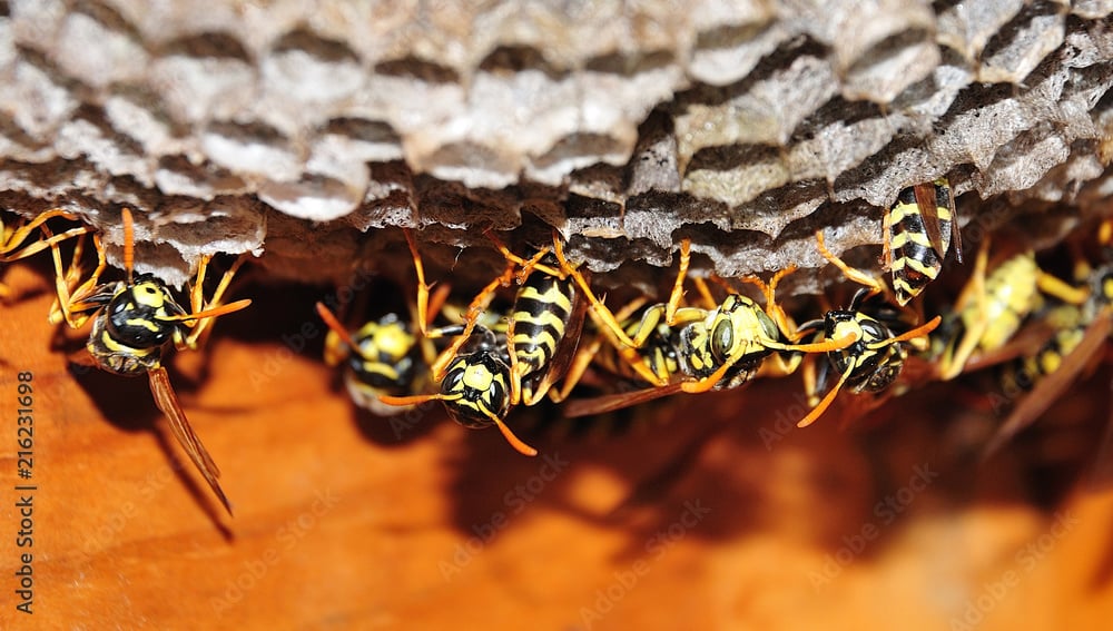 When is the end of the wasp season?