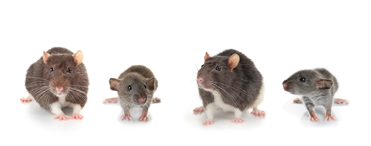 How to prevent rat and mouse infestations on your property