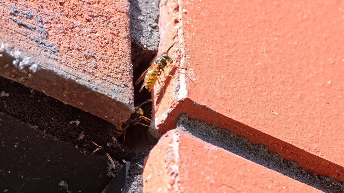 Spring Pest Prevention in Berkshire Homes: What You Can Do Now to Avoid Trouble Later