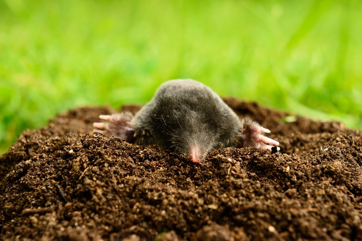 Pest control image
