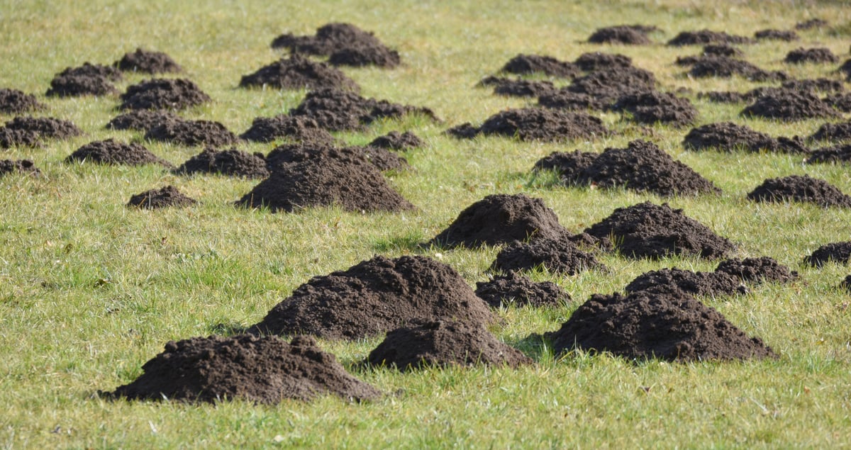 How to stop moles ruining your property