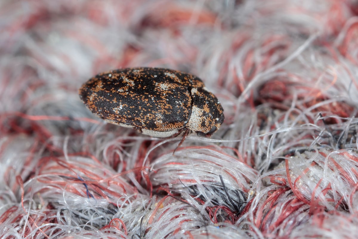 Identifying and Controlling Carpet Beetles 