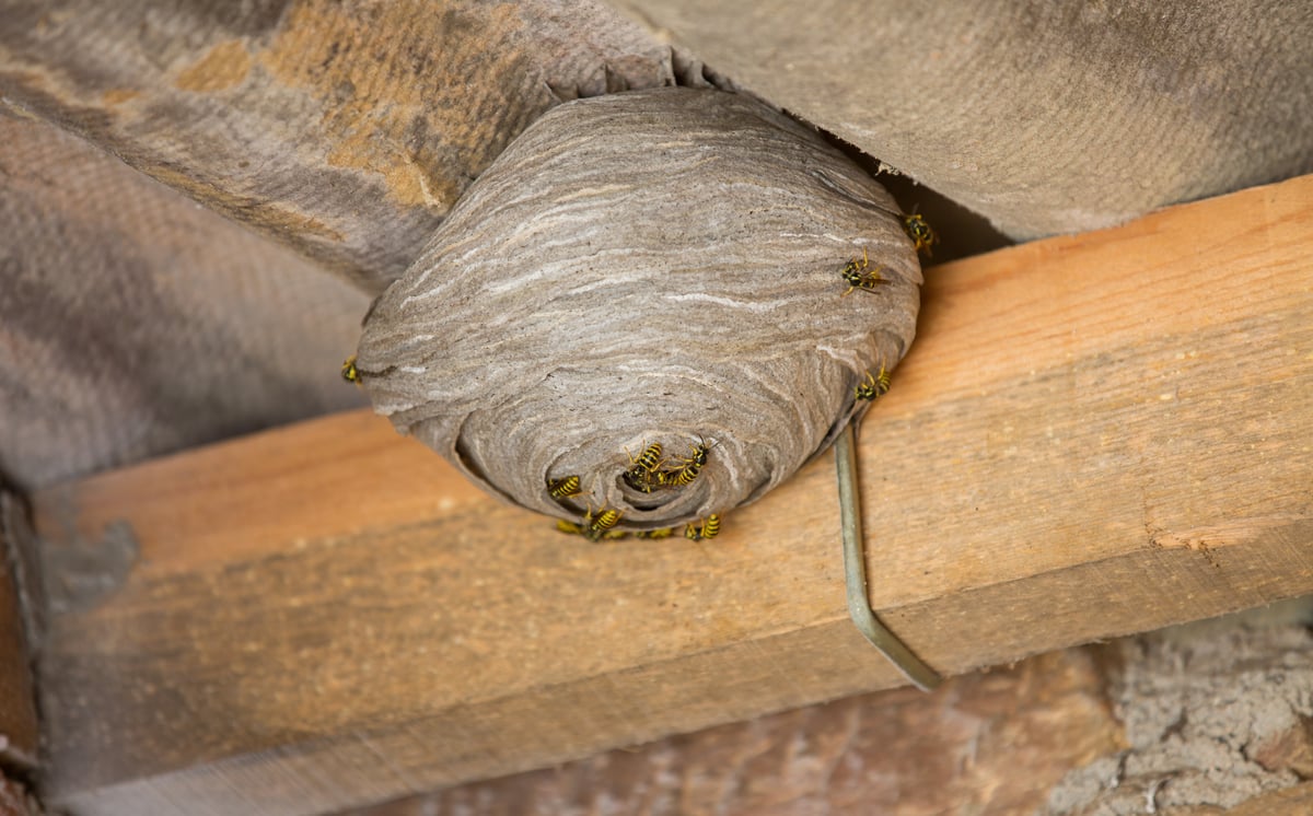 Day In the Life of a Pest Controller