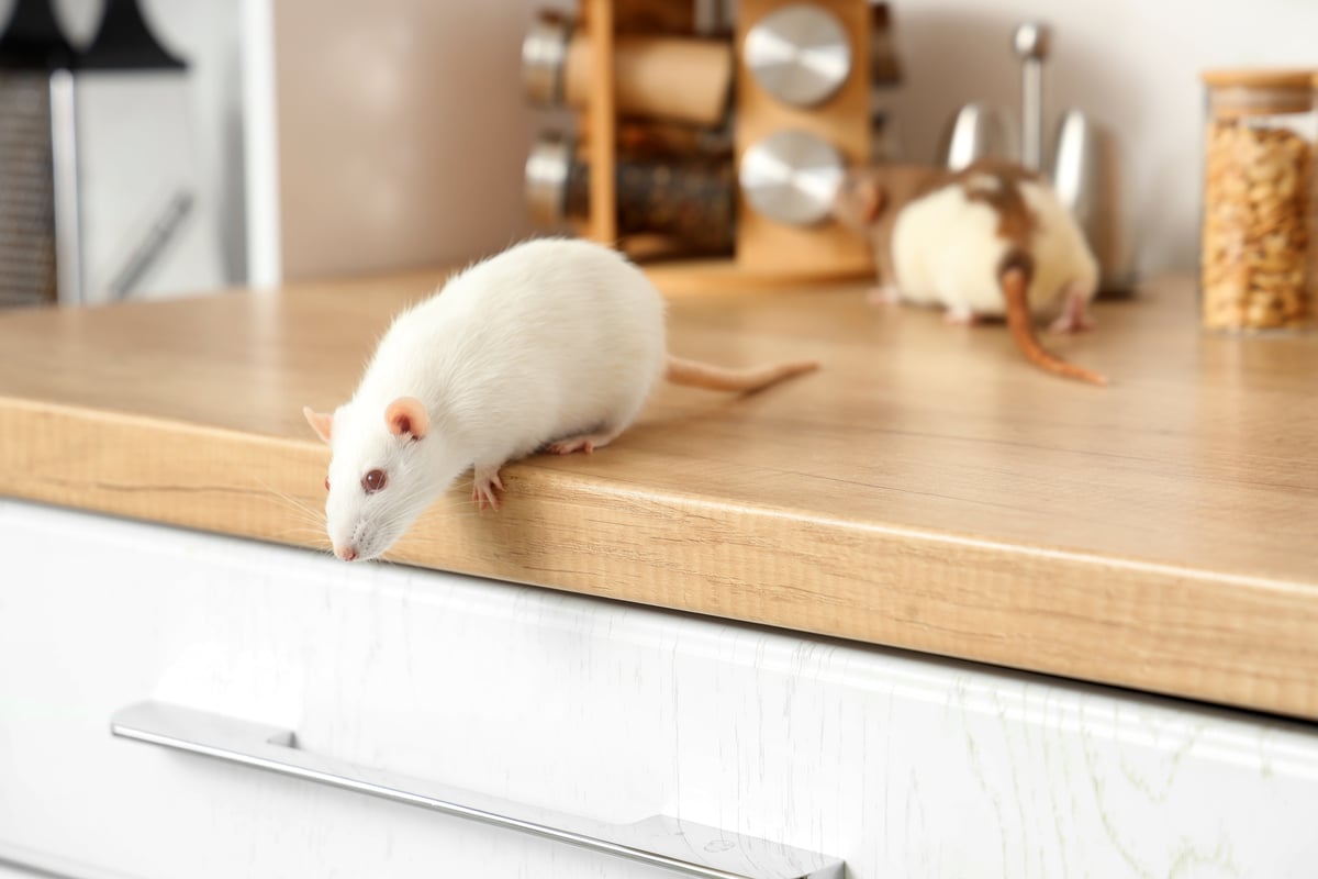 Is Rat Poison Always The Answer? What Responsible Rat Control Should Look Like This Autumn