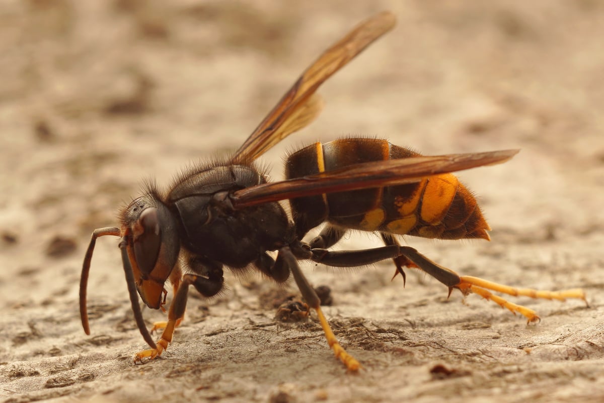 Yellow-Legged Hornets This Autumn: How To Tell Them Apart From Wasps And Native Hornets
