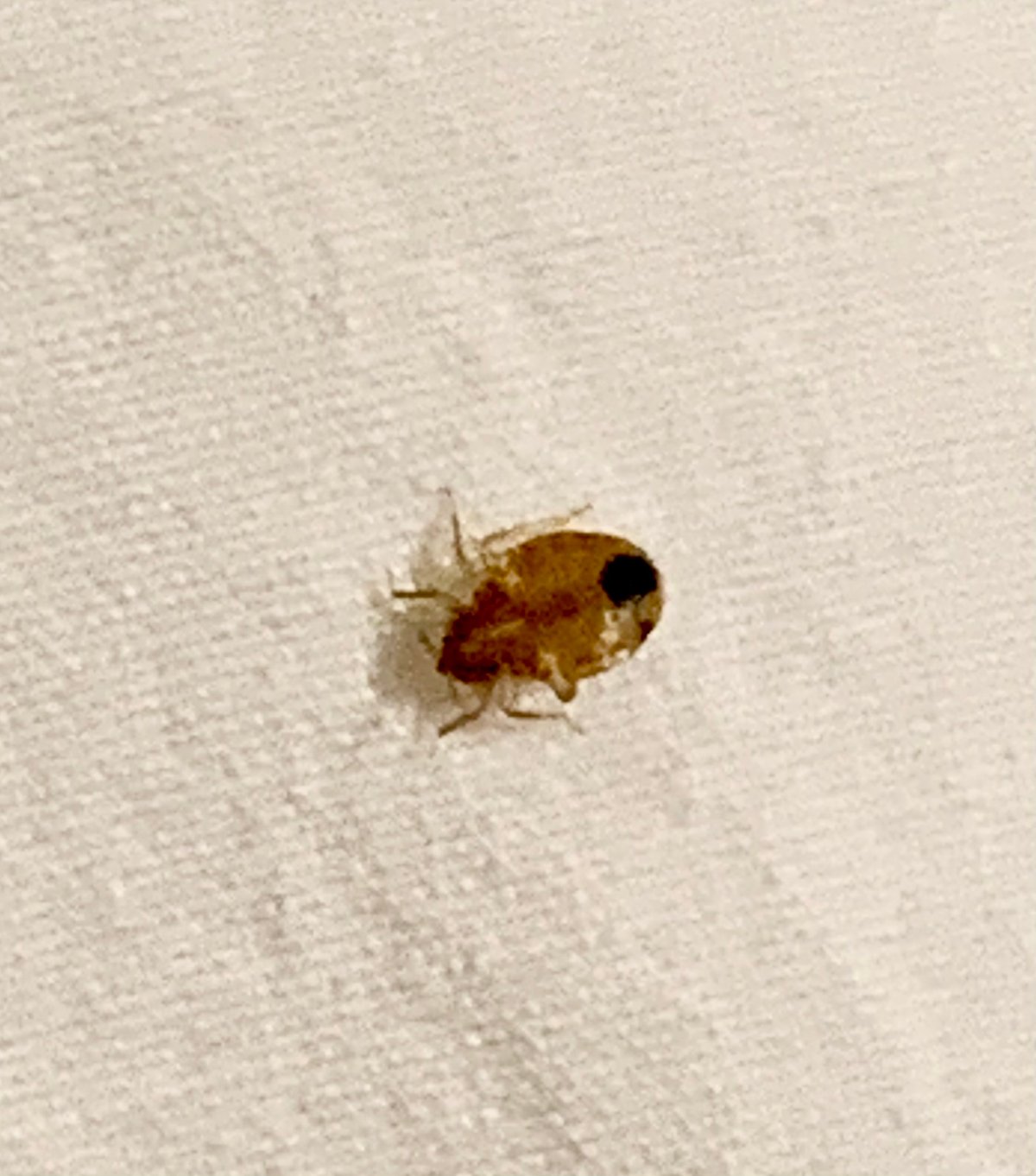 Bed Bugs