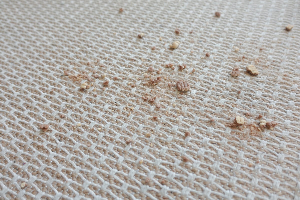 Bed Bugs