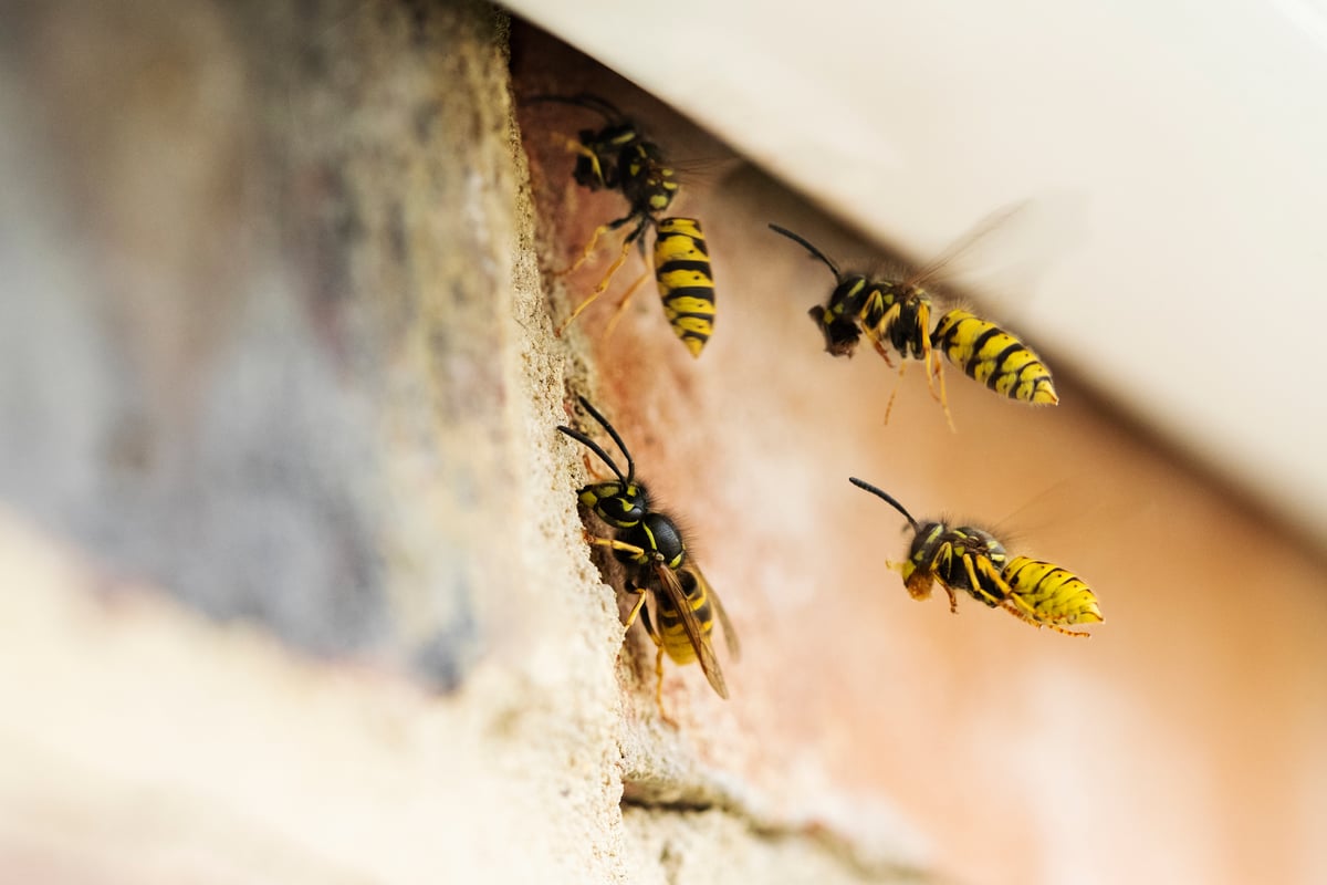 Risks of Not Controlling Infestations
