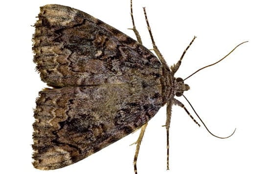 RHS Spreading the Word on Dangers of Oak-Eating Moth