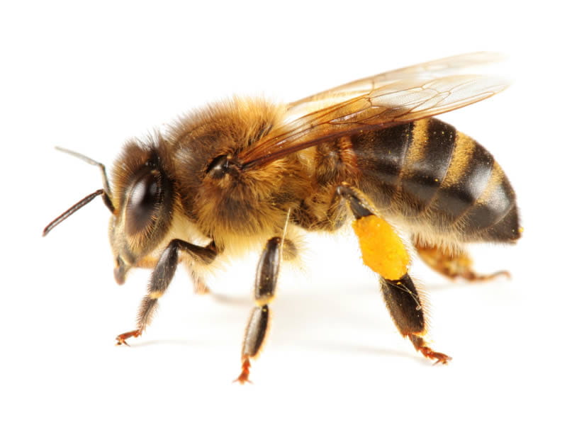 Scottish Families Flee Massive Bee Swarm