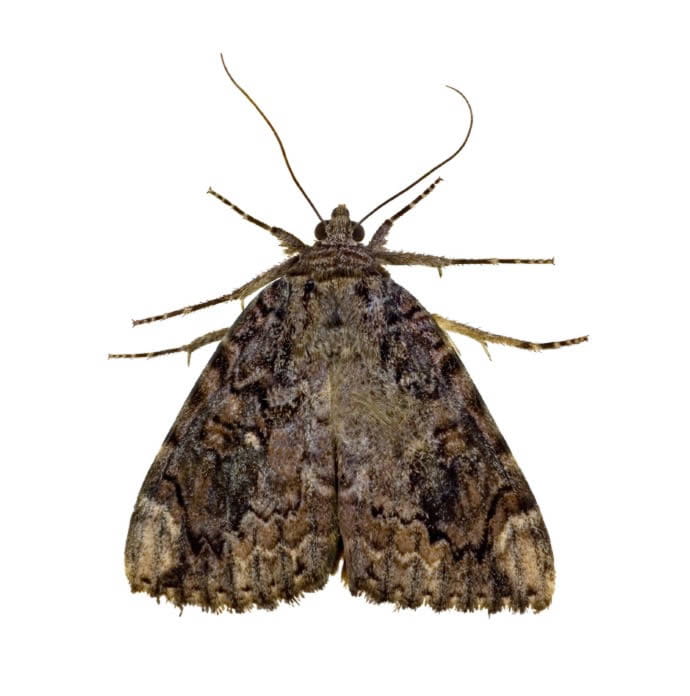Moth Infestation Newbury