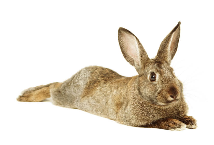 Winter Weather Has Pests On The Move