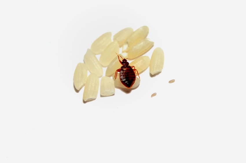 Bedbugs: a Pest You Can Definitely Live without