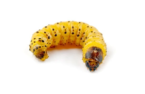 How to Kill Woodworm
