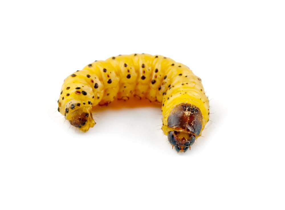 Tips for Preventing Woodworm Infestation