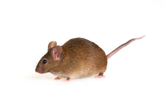 Three Things You May Not Know About Field Mice