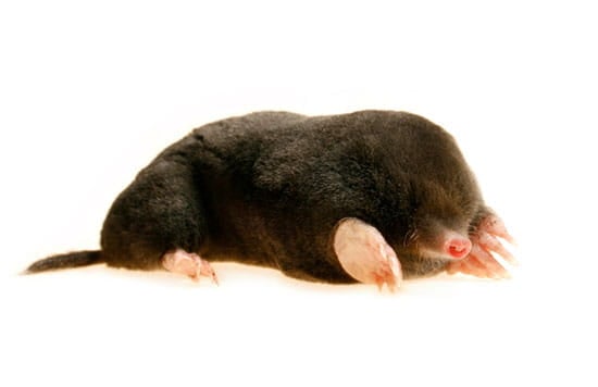 Five Interesting Facts about Moles