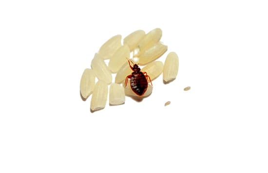 Be Careful on Holidays - Bed Bugs do Travel