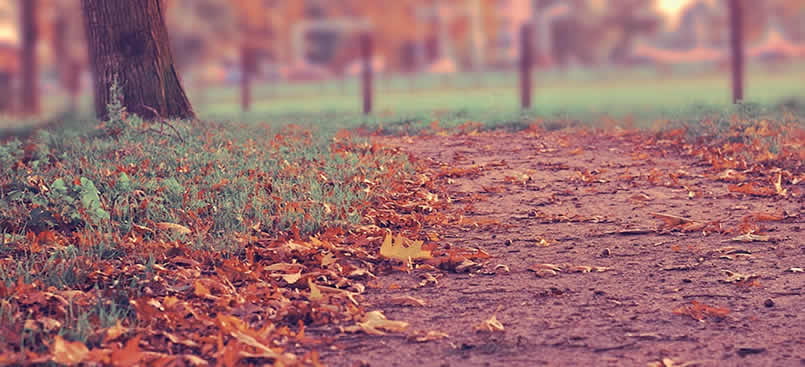 What You Need to Know about Firewood and Pests