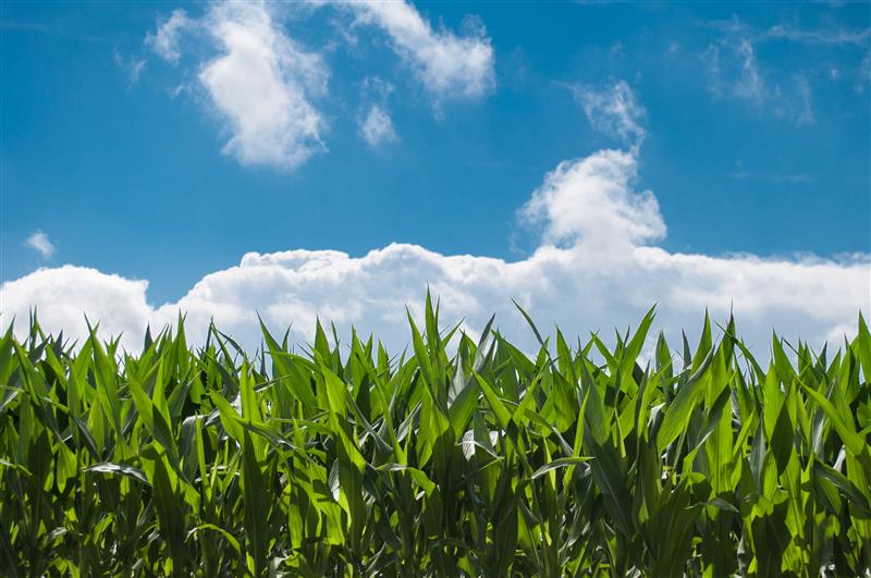 New Research Aims to Better Control Household Pests