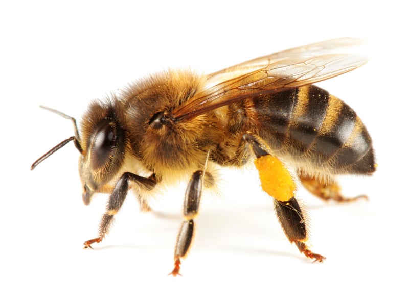 Bee Populations Rebounding - Let's Keep Things Going