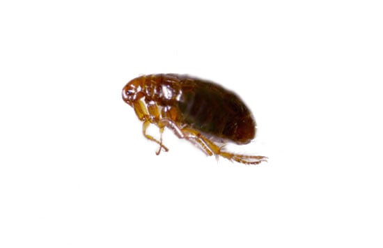 Vets Warn Pet Owners about Fleas