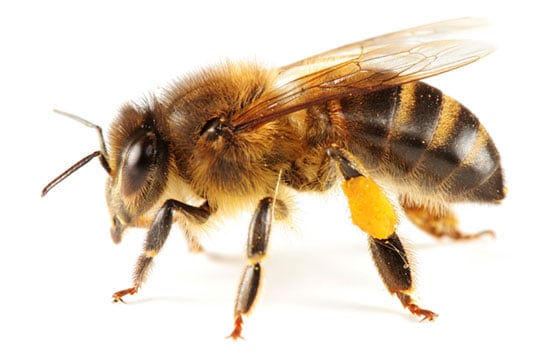 Bee Swarms: Don't Panic, Call Pest Control Berkshire