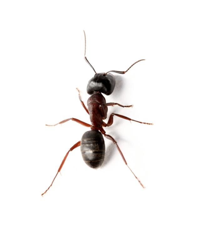 Flying Ants Causing Big Problems in the UK This Summer