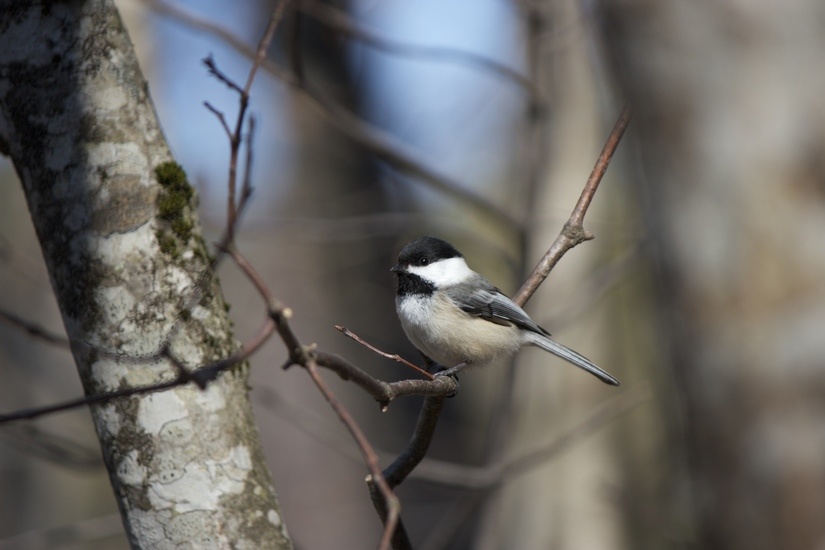 Do you have birds nesting in your roof?