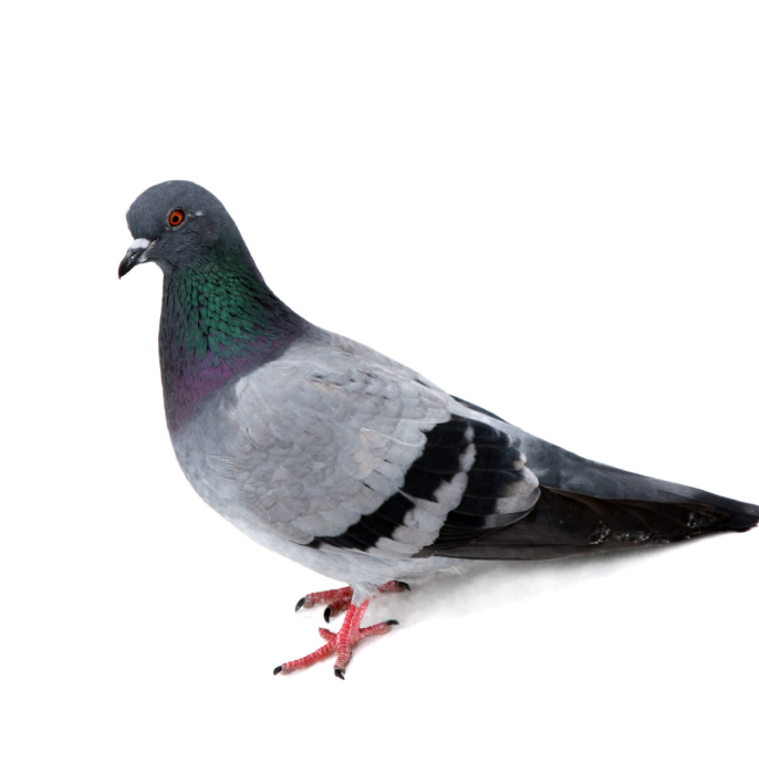 Are pigeons really vermin?