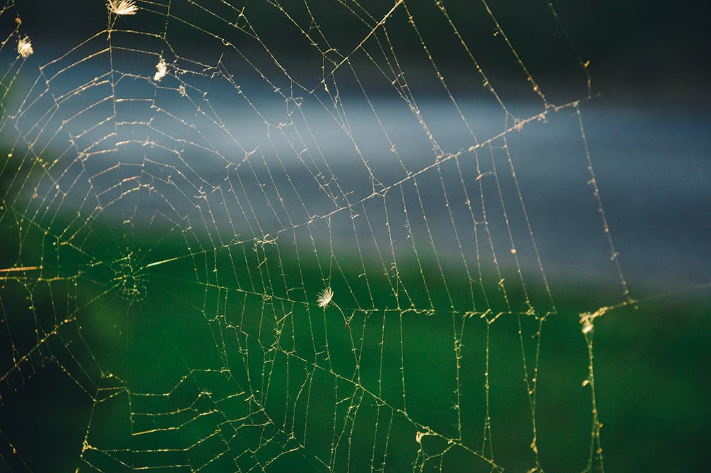 I have spiders in my home - what can I do about them?