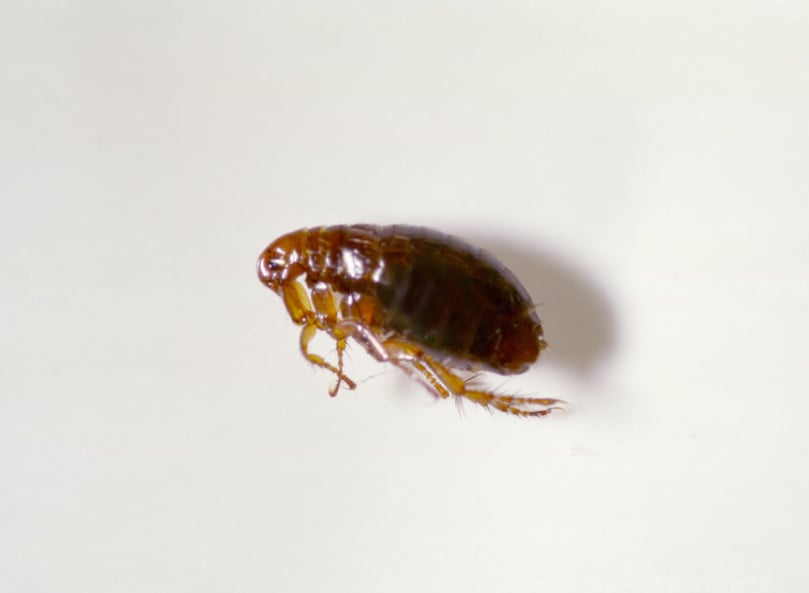 What is the difference between a flea and a tick?