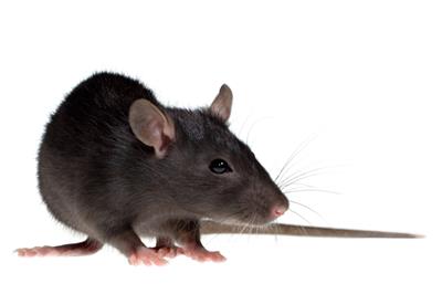 Rats under the kitchen