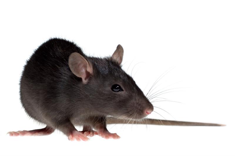 Could a pest return if humanely trapped and released?
