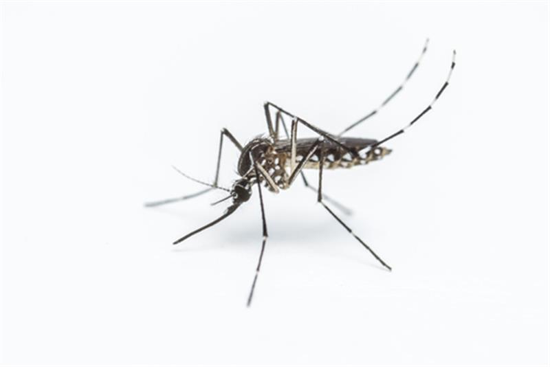 With the Zika virus carried by mosquitos, will it reach the UK?