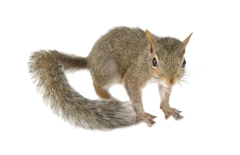 Can grey squirrels transmit infection?