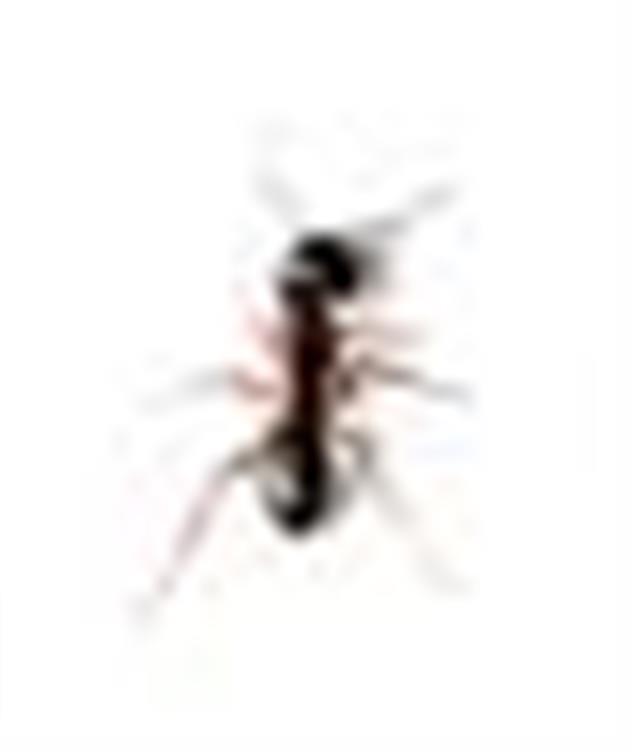 Ant Removal - How to get rid of ants from your kitchen