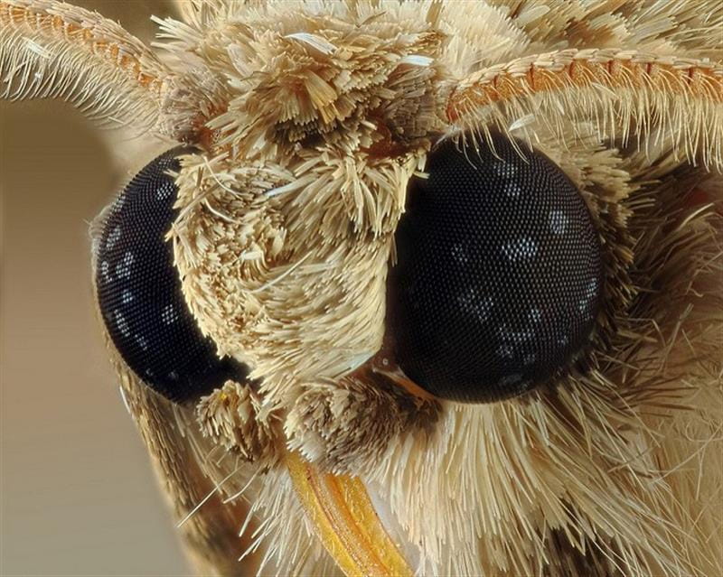 Carpet Moth Infestation | Pest Control Reading