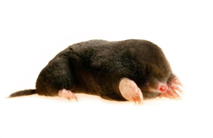 Identifying that hole: Is it a mole hole, or a vole hole?