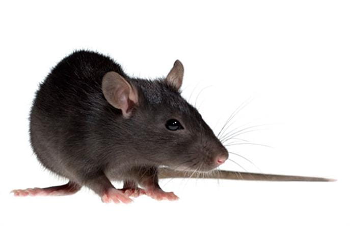 Pests that can cause harm to cats and dogs