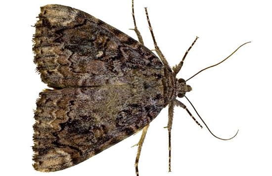 How to Identify Carpet Moths, Eggs and Larvae