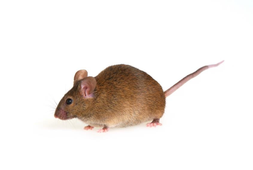 Why Mice and Rats Love Our Homes