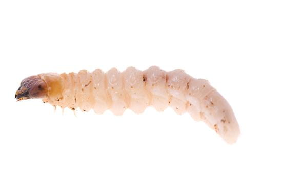Is Woodworm Infestation Infectious? Does it Spread?