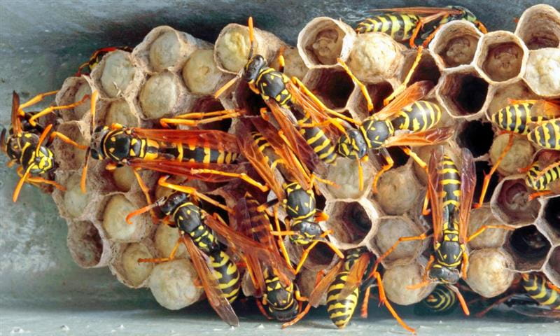 Wasps and Bees; Safe Professional Nest Removal