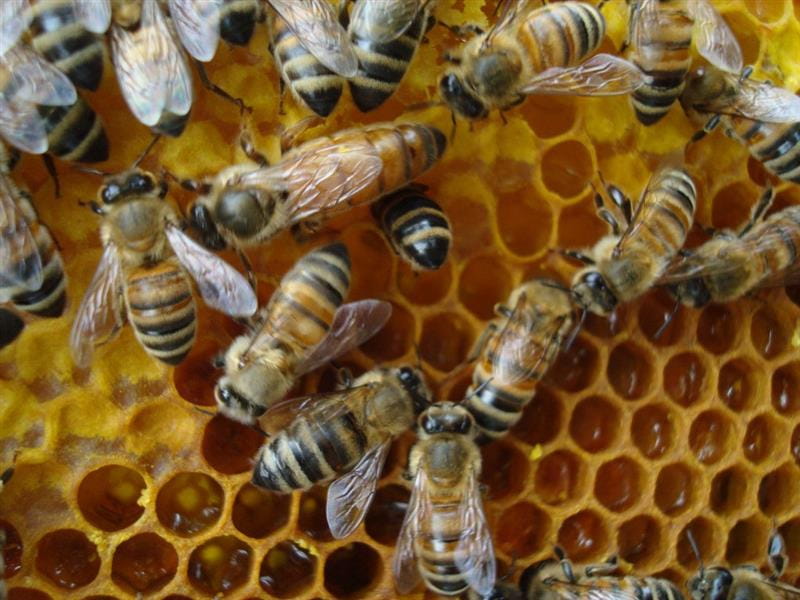 Bee Swarms: Why They Happen and What to Do