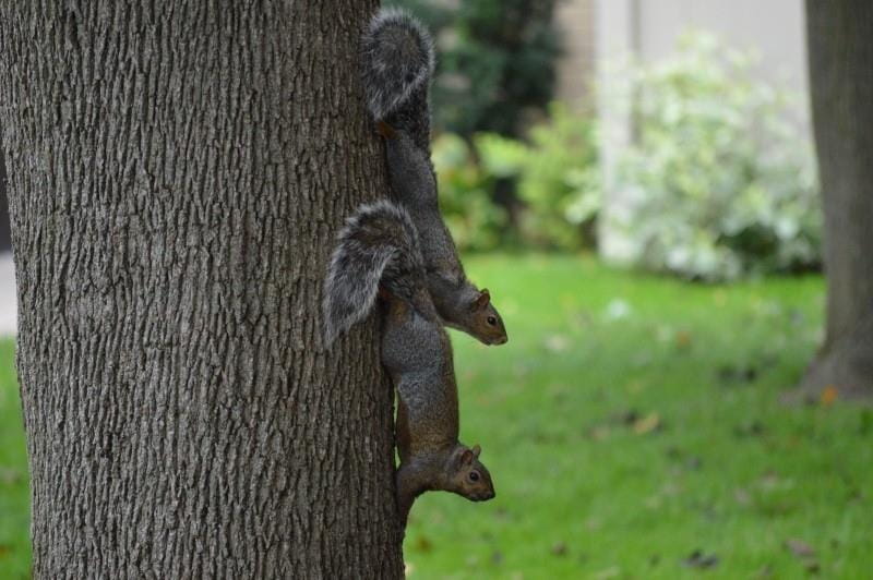 What Do You Know About Environmentally Sensitive Rodent Control?