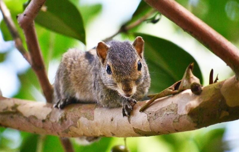 You Never Know When You Might Need Pest Control