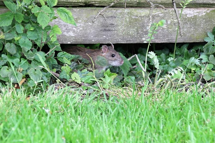 3 Pests to Watch for During Autumn